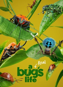 Xem Phim A Real Bug’s Life Thuyết Minh Online