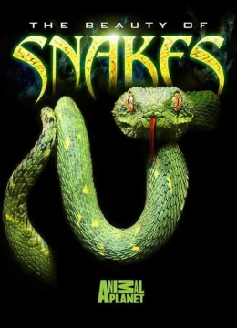Xem Phim Nét đẹp của loài rắn Thuyết Minh Online