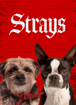 Xem Phim Những Chú Chó Bụi Đời Thuyết Minh Online