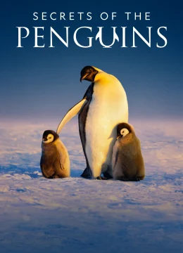 Xem Phim Secrets of the Penguins Thuyết Minh Online