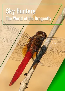 Xem Phim Sky Hunters – The World of Dragonfly Thuyết Minh Online