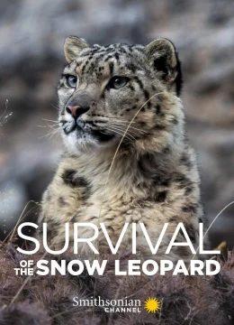 Xem Phim Survival Of The Snow Leopard Thuyết Minh Online